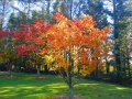 John F Kennedy Arboretum