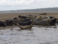 Seals on the sand bar